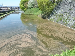 霞城公園2015-1.jpg