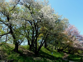 霞城公園2015-2.jpg