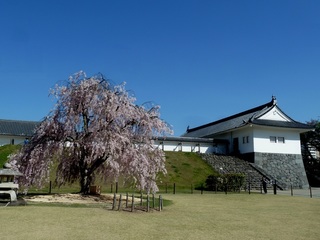 霞城公園2015-4.jpg
