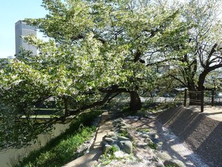 霞城公園2015-7.jpg